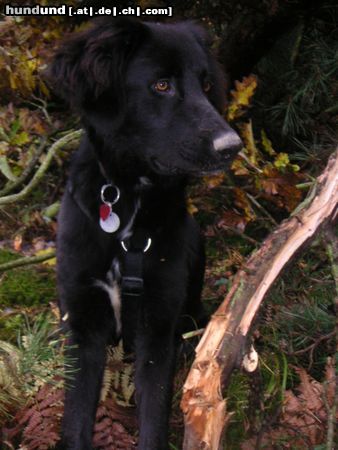 Kleiner Münsterländer louie -9 monate - im wald