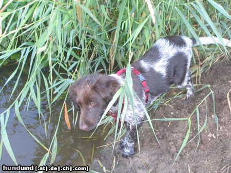 Kleiner Münsterländer Hunde Foto 19435 Kleiner Münsterländer 12 wochen alt