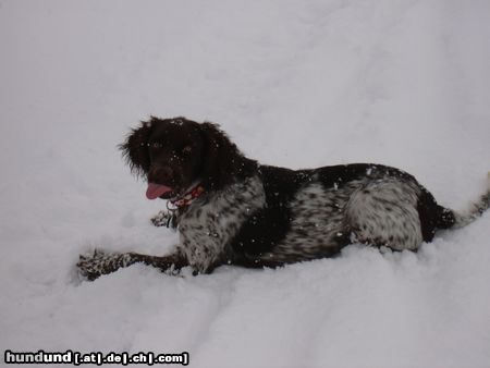 Kleiner Münsterländer Hunde Foto 9481 Kleiner Münsterländer Jimmy im Schnee