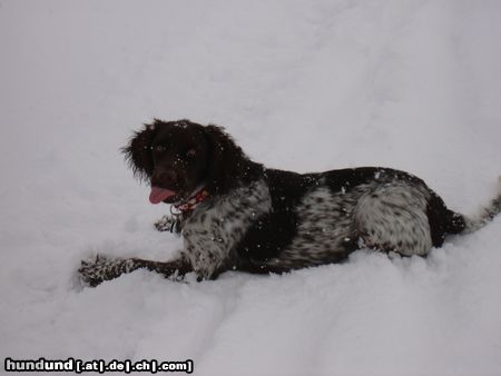 Kleiner Münsterländer Jimmy im Schnee