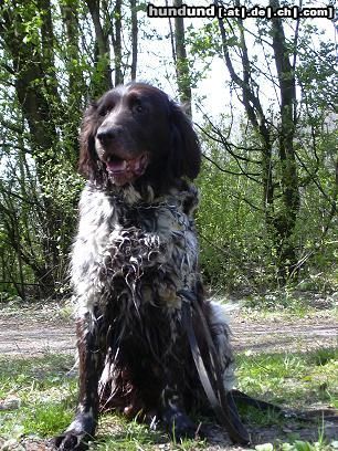 Kleiner Münsterländer Hunde Foto 5302 Kleiner Münsterländer Das ist Bine