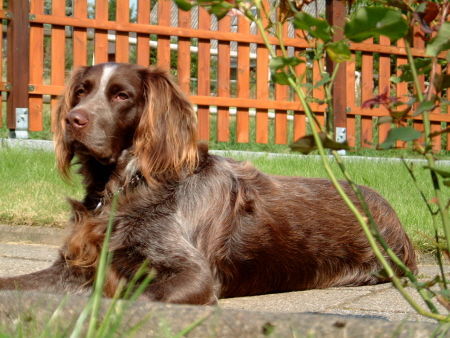 Kleiner Münsterländer Hunde Foto 28870 in höherer Auflösung ansehen Kleiner Münsterländer Seine Majestät