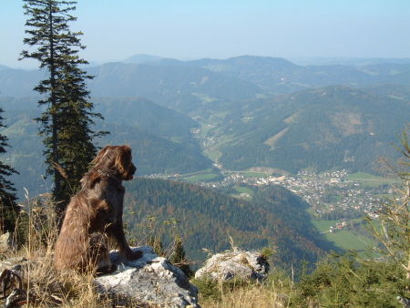 Kleiner Münsterländer Hunde Foto 28871 in höherer Auflösung ansehen Kleiner Münsterländer Gero hat den Überblick