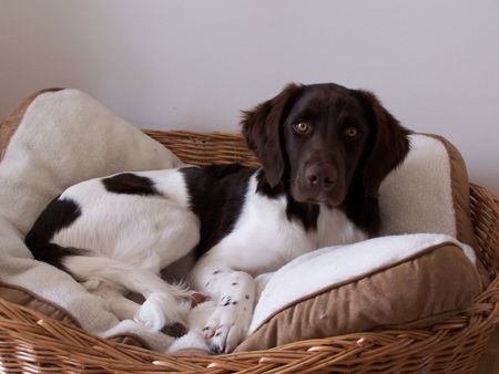 Kleiner Münsterländer Hunde Foto 35370 in höherer Auflösung ansehen Kleiner Münsterländer Geron 1 Jahr