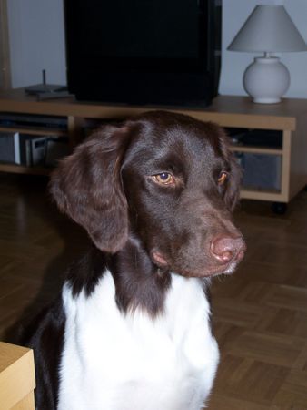 Kleiner Münsterländer Hunde Foto 32405 in höherer Auflösung ansehen Kleiner Münsterländer