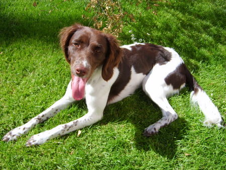 Kleiner Münsterländer Hunde Foto 33653 Kleiner Münsterländer Sommer-hund Gina