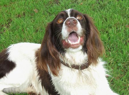 Kleiner Münsterländer Hunde Foto 32752 in höherer Auflösung ansehen Kleiner Münsterländer Moritz beim Wandern