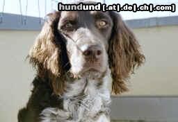 Kleiner Münsterländer Hunde Foto 4146 Kleiner Münsterländer Hallo! Ich bin der Sisco aus der Schweiz