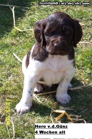 Kleiner Münsterländer Hunde Foto 14172 Kleiner Münsterländer Ich bin 4 Wochen alt und heiße Hero