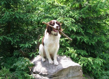 Kleiner Münsterländer Hunde Foto 33316 in höherer Auflösung ansehen Kleiner Münsterländer Moritz beim Wandern