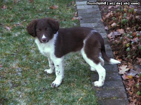 Kleiner Münsterländer Hunde Foto 8027 Kleiner Münsterländer Flöckchen