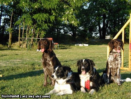 Kleiner Münsterländer Hunde Foto 3540 Kleiner Münsterländer Dolly und Gina mit ihren Freunden