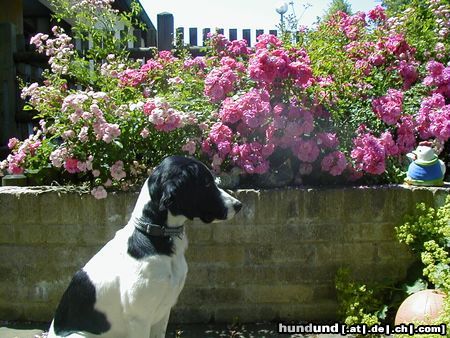Kleiner Münsterländer Hunde Foto 12938 Kleiner Münsterländer Sally vor den Rosen