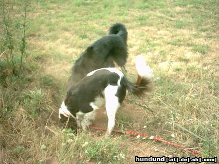Kleiner Münsterländer Hunde Foto 19487 in höherer Auflösung ansehen Kleiner Münsterländer Wo ist nur diese Maus??