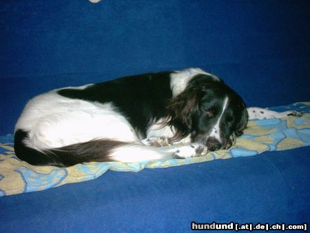Kleiner Münsterländer Hunde Foto 19442 in höherer Auflösung ansehen Kleiner Münsterländer Onkel Tom von den Hellbergen