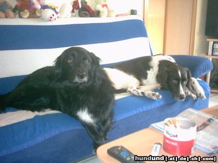 Kleiner Münsterländer Hunde Foto 19441 in höherer Auflösung ansehen Kleiner Münsterländer Buffy und Tom