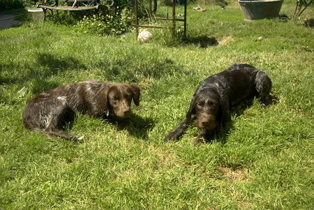 Kleiner Münsterländer Hunde Foto 33537 in höherer Auflösung ansehen Kleiner Münsterländer Lori mit (DD) Anka