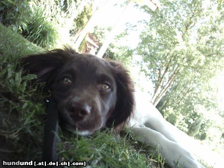 Kleiner Münsterländer Hunde Foto 9594 Kleiner Münsterländer Das ist Emma