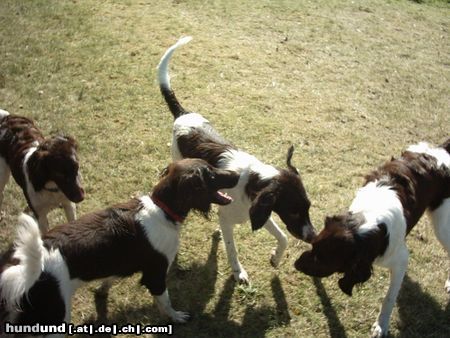 Kleiner Münsterländer Hunde Foto 9892 Kleiner Münsterländer Welpentreff für Münsterländer