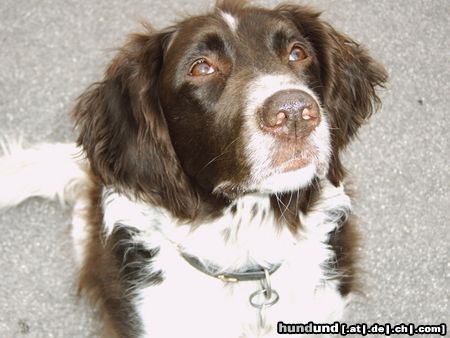 Kleiner Münsterländer Hunde Foto 23978 in höherer Auflösung ansehen Kleiner Münsterländer Astin