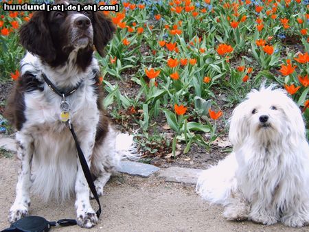 Kleiner Münsterländer Hunde Foto 23979 in höherer Auflösung ansehen Kleiner Münsterländer Astin und seine kleine Freundin Ronja