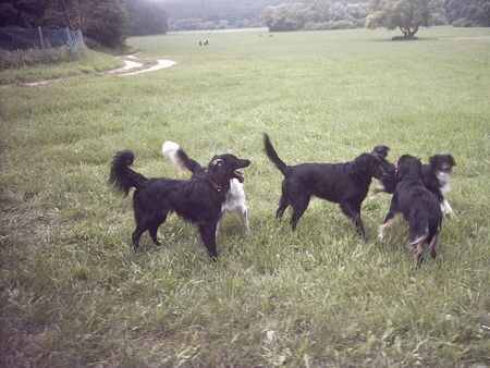Kleiner Münsterländer Hunde Foto 29785 in höherer Auflösung ansehen Kleiner Münsterländer Max & Co.