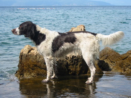 Kleiner Münsterländer Ich will so oft wie möglich mich baden, Leider habe noch keine nachwuchs 