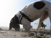 Kleiner Münsterländer Hunde Foto 39746 in höherer Auflösung ansehen Kleiner Münsterländer Frieda