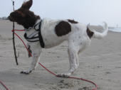 Kleiner Münsterländer Hunde Foto 39747 in höherer Auflösung ansehen Kleiner Münsterländer Frieda