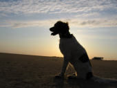 Kleiner Münsterländer Hunde Foto 39748 in höherer Auflösung ansehen Kleiner Münsterländer Frieda