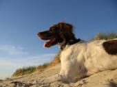 Kleiner Münsterländer Hunde Foto 39749 in höherer Auflösung ansehen Kleiner Münsterländer Frieda