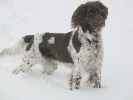 Kleiner Münsterländer Hunde Foto 36689 in höherer Auflösung ansehen Kleiner Münsterländer Schnee-Münsti