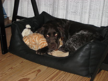 Kleiner Münsterländer Hunde Foto 42423 in höherer Auflösung ansehen Kleiner Münsterländer donna beim kuscheln mit ihrer katze