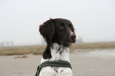 Kleiner Münsterländer Hunde Foto 37117 in höherer Auflösung ansehen Kleiner Münsterländer Grisu Portrait - www.klm-grisu.de
