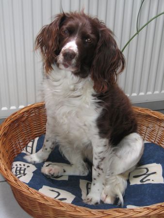 Kleiner Münsterländer Hunde Foto 33476 in höherer Auflösung ansehen Kleiner Münsterländer Das ist Trixi im Alter von 10 Jahren