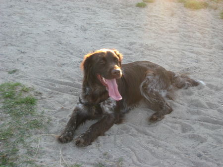 Kleiner Münsterländer Hunde Foto 42745 in höherer Auflösung ansehen Kleiner Münsterländer donna auf sylt