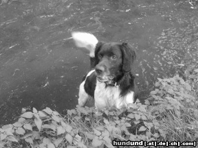 Kleiner Münsterländer Hunde Foto 17139 in höherer Auflösung ansehen Kleiner Münsterländer Eiko an der Soeste in Cloppenburg