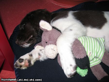 Kleiner Münsterländer Hunde Foto 22518 Kleiner Münsterländer Max mit 8 Wochen