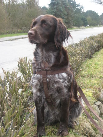 Kleiner Münsterländer Hunde Foto 43941 in höherer Auflösung ansehen Kleiner Münsterländer donna auf sylt