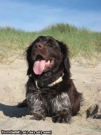 Kleiner Münsterländer donna am strand