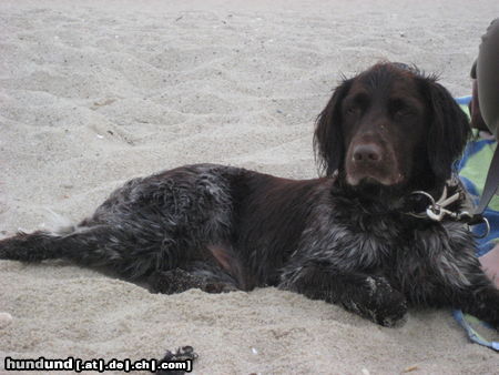 Kleiner Münsterländer donna am strand