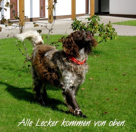 Kleiner Münsterländer Hunde Foto 40225 Kleiner Münsterländer IBO der Keilerschreck