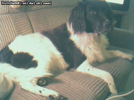 Kleiner Münsterländer Hunde Foto 5650 Kleiner Münsterländer Ahorn Von Der Heekeichengrund 9 jahre