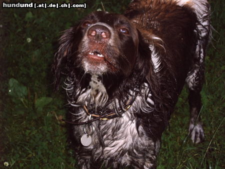 Kleiner Münsterländer Hunde Foto 24295 in höherer Auflösung ansehen Kleiner Münsterländer so fühl ich mich richtig gut