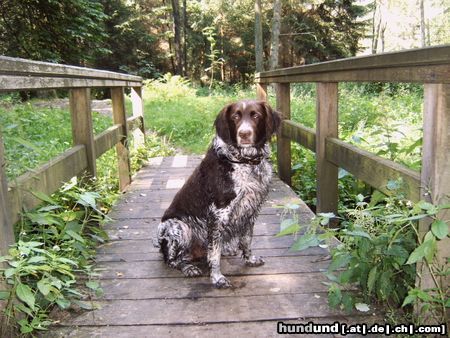 Kleiner Münsterländer Hunde Foto 23971 in höherer Auflösung ansehen Kleiner Münsterländer Astin 8 Jahre