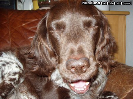 Kleiner Münsterländer Hunde Foto 4704 Kleiner Münsterländer ich bin ja soooooooo müüüüüde