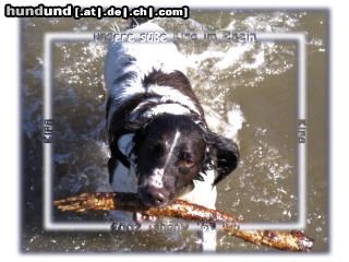 Kleiner Münsterländer Hunde Foto 19278 Kleiner Münsterländer unsere Kira beim Spielen/Baden im Rhein !!!!