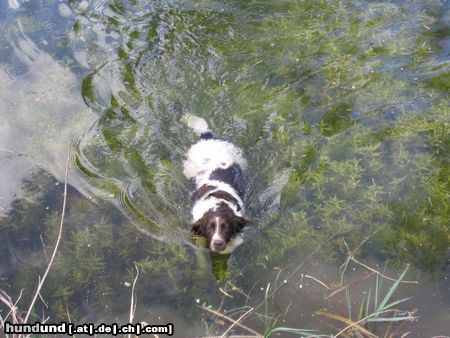 Kleiner Münsterländer Hunde Foto 20435 Kleiner Münsterländer das Wasser ist mein Element....
