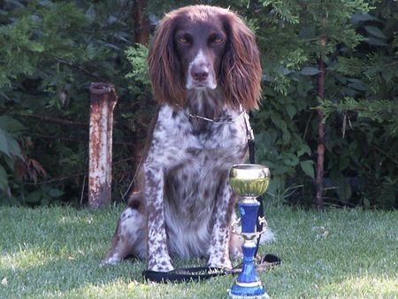 Kleiner Münsterländer Hunde Foto 1865 Kleiner Münsterländer Meine Sportkanone
