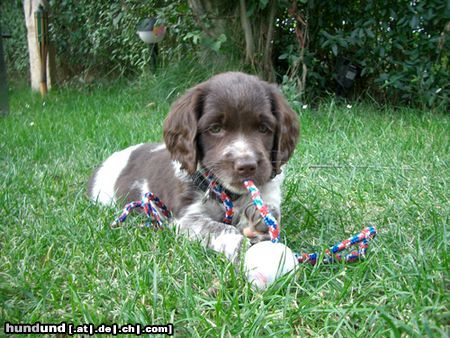 Kleiner Münsterländer Hunde Foto 14020 Kleiner Münsterländer unsere 8 wochen alte Kona